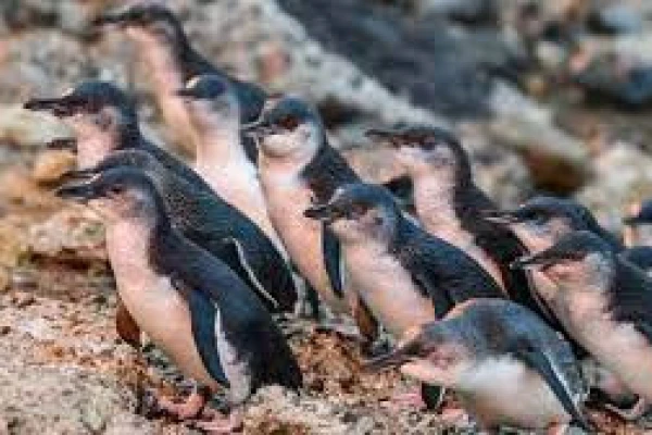 Little Blue  Penguin Colony