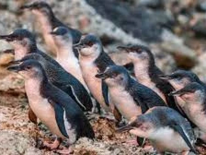 Little Blue  Penguin Colony