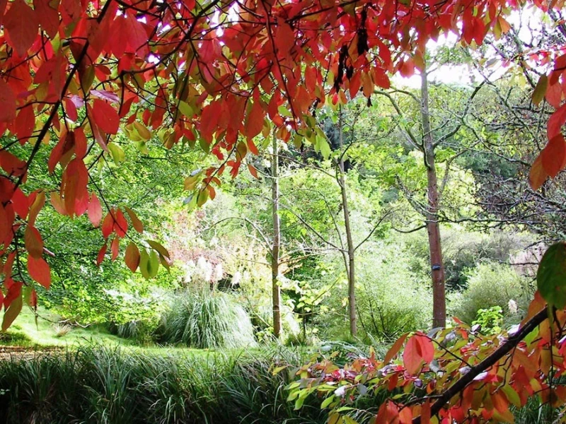 Eastwoodhill  National Arboretum