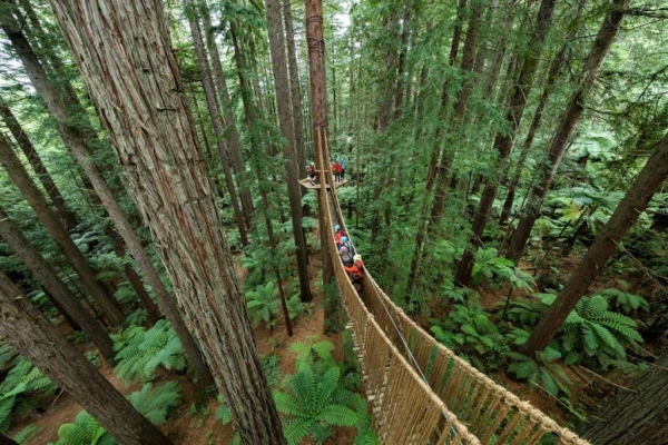 The Redwoods  Tree Walk 