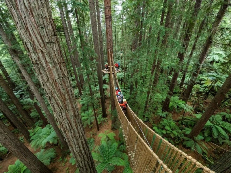 The Redwoods  Tree Walk 